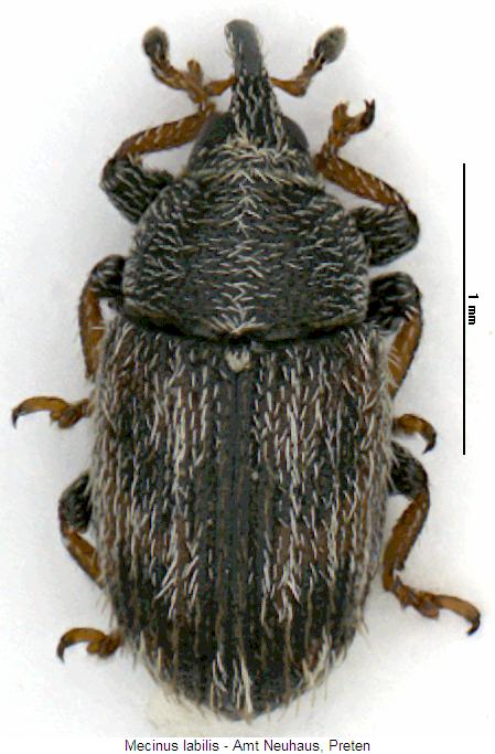 mecinus_labilis_hab.jpg