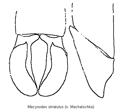 mecynodes_striatulus.gif