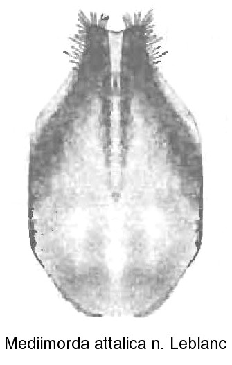 mediimorda_attalica_urosternit.jpg