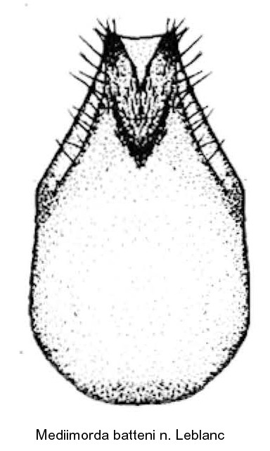 mediimorda_batteni_urosternit.jpg