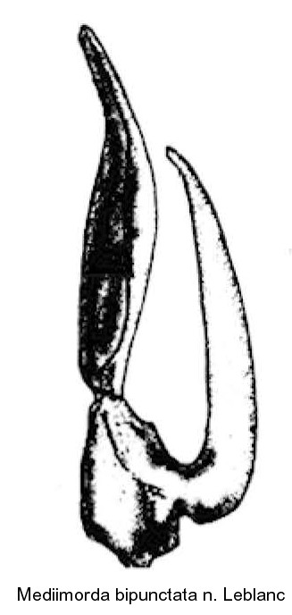mediimorda_bipunctata_pm_re.jpg