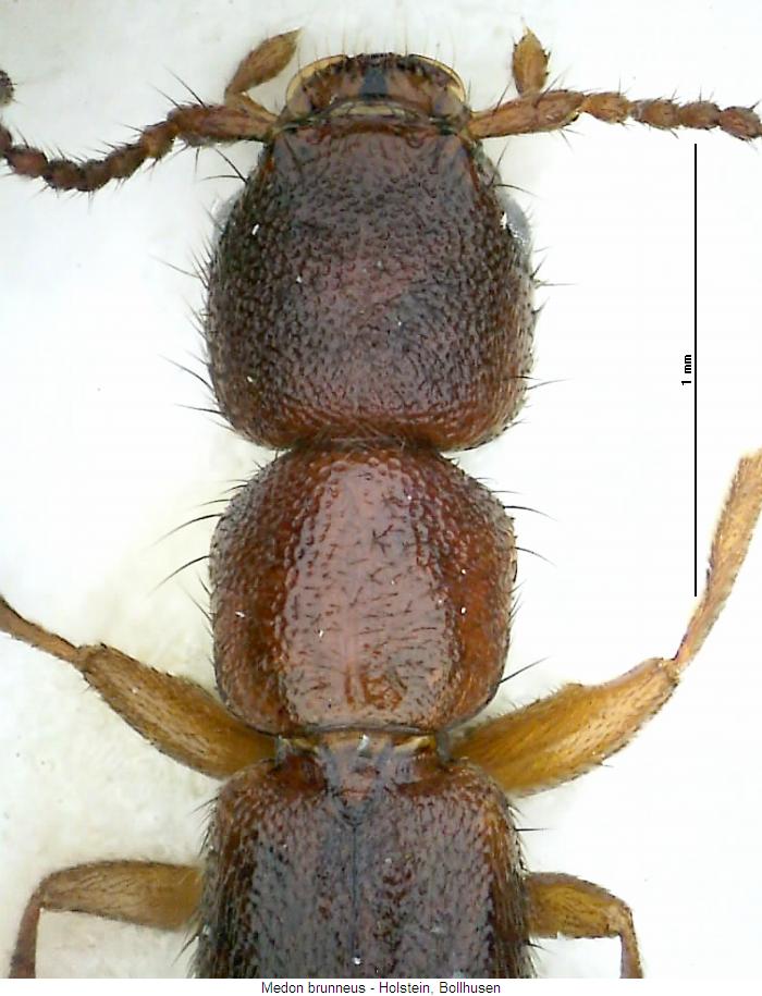 medon_brunneus_vk.jpg