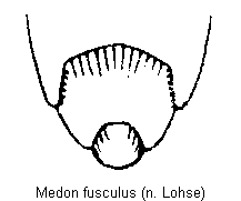 medon_fusculus_hlb.gif