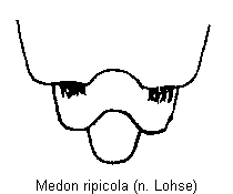 medon_ripicola_hlb.gif