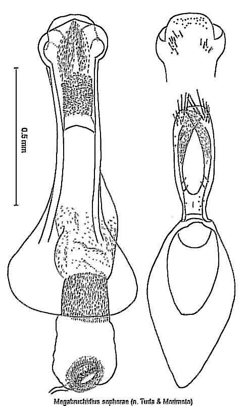 megabruchidius_sophorae.gif