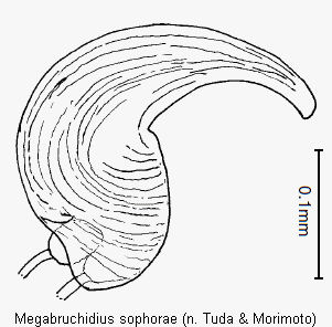 megabruchidius_sophorae_sperm.gif