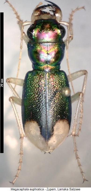 megacephala_euphratica_hab.jpg