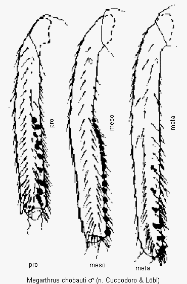 megarthrus_chobauti_schn.gif