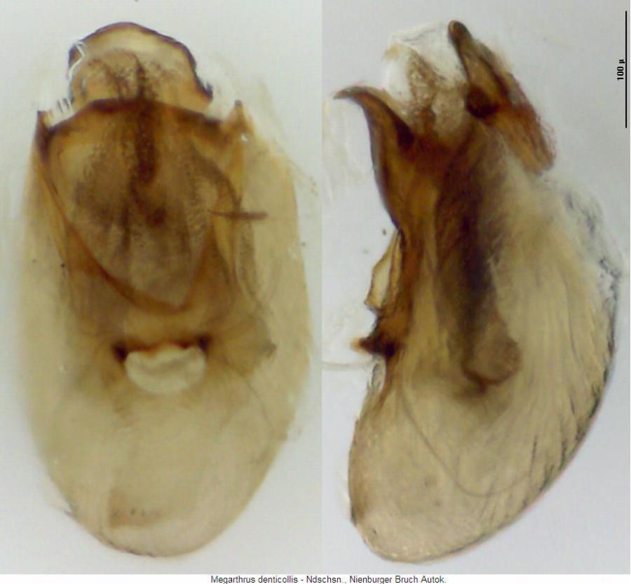 megarthrus_denticollis.jpg
