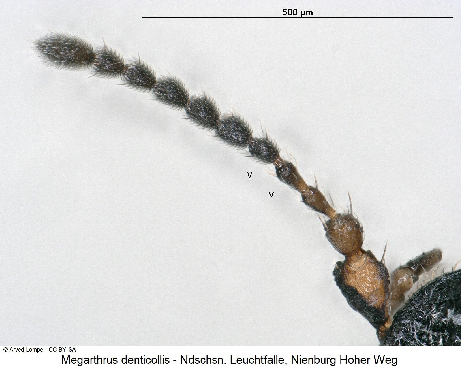 megarthrus_denticollis_ck33343244_f.jpg