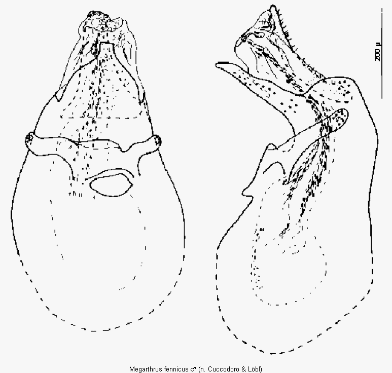 megarthrus_fennicus.gif