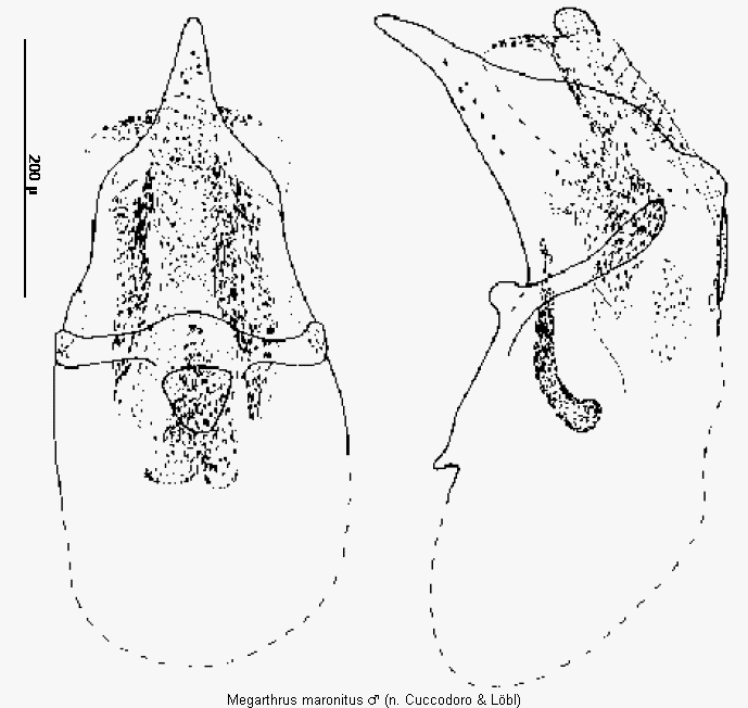 megarthrus_maronitus.gif