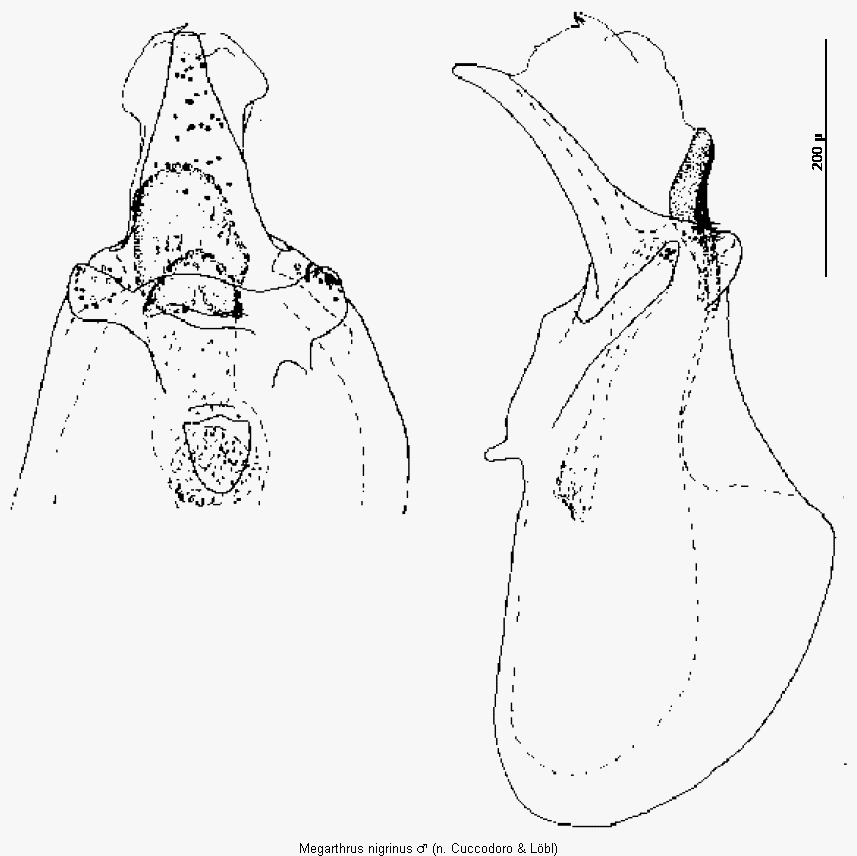 megarthrus_nigrinus.gif