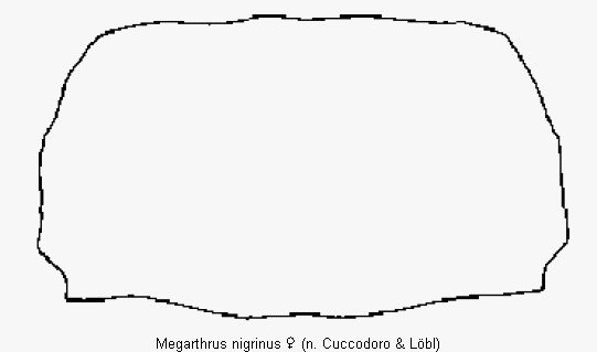 megarthrus_nigrinus_hsch.gif