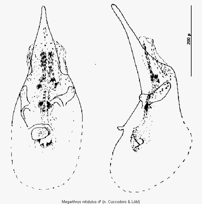 megarthrus_nitidulus.gif