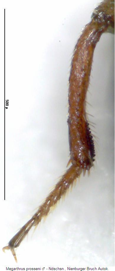 megarthrus_prosseni_hb.jpg