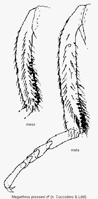 megarthrus_prosseni_schn.gif