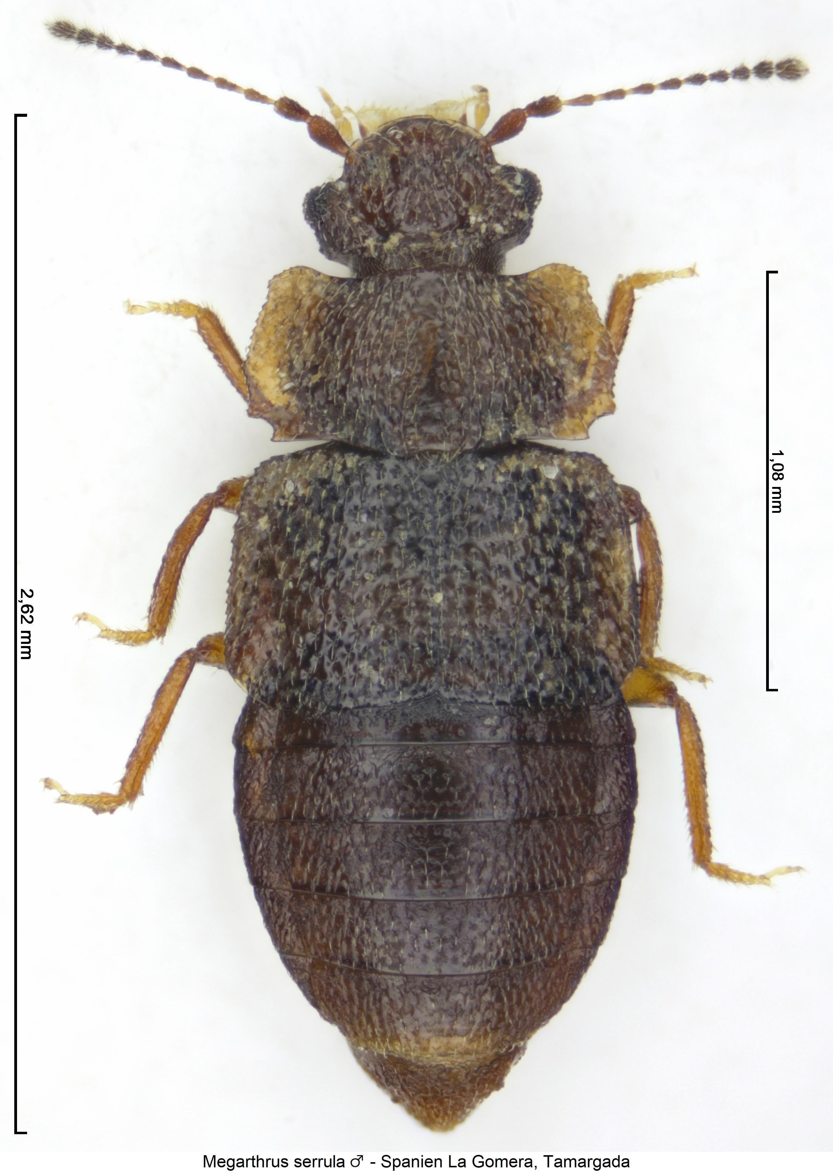 megarthrus_serrula_hab.jpg