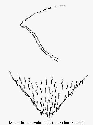 megarthrus_serrula_ter.gif