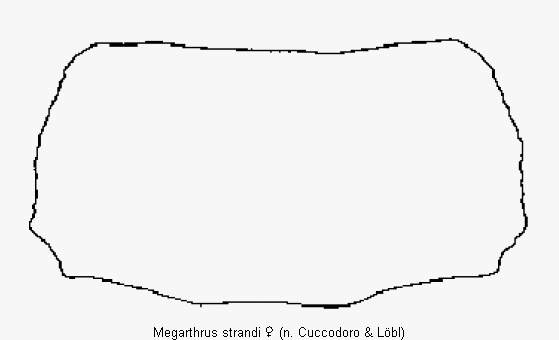 megarthrus_strandi_hsch.gif