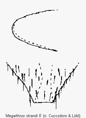 megarthrus_strandi_ter.gif