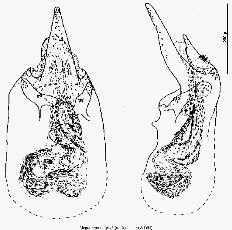 megarthrus_uhligi.gif