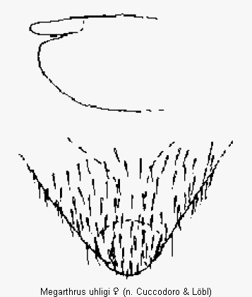 megarthrus_uhligi_ter.gif
