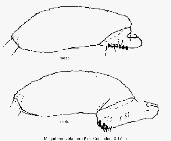 megarthrus_zekorum_schl.gif