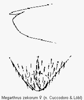 megarthrus_zekorum_ter.gif