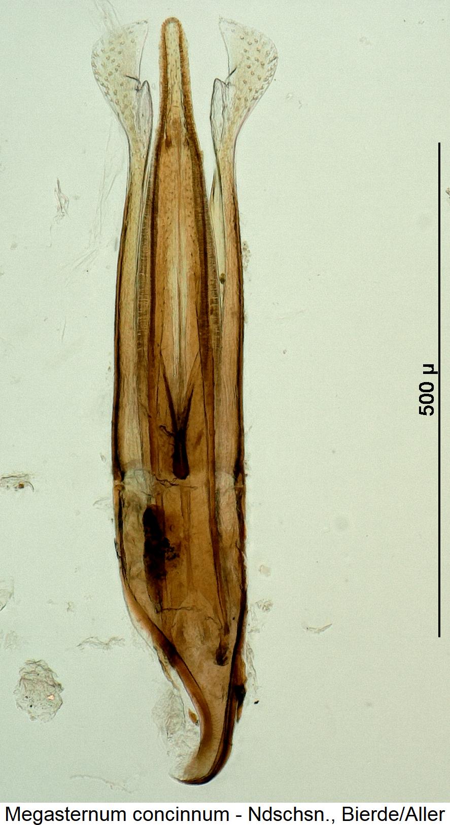 megasternum_concinnum2.jpg
