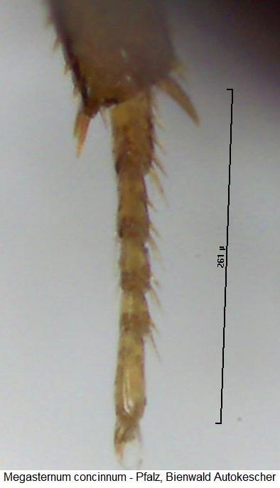 megasternum_concinnum_htr.jpg