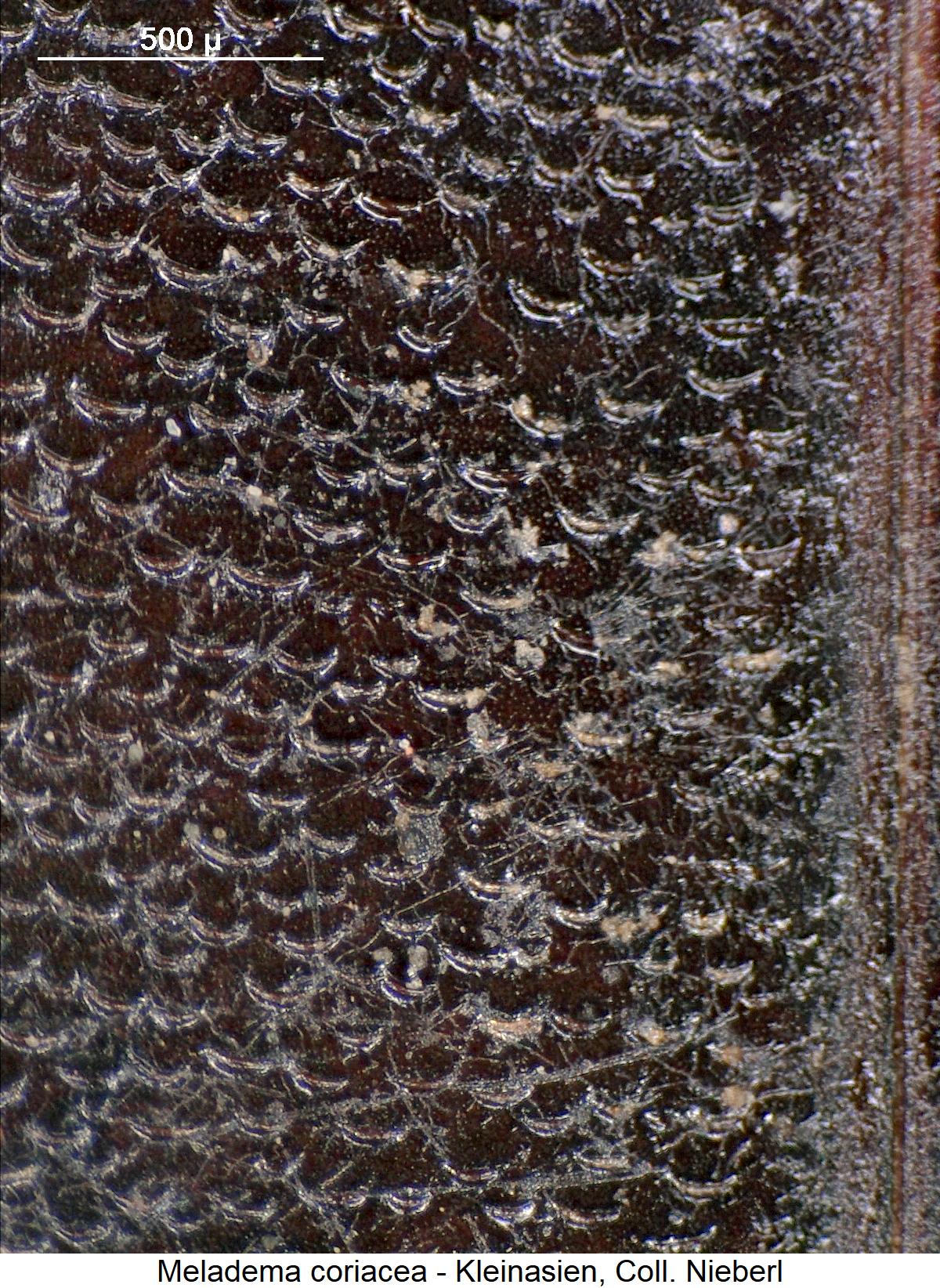 meladema_coriacea_ms.jpg