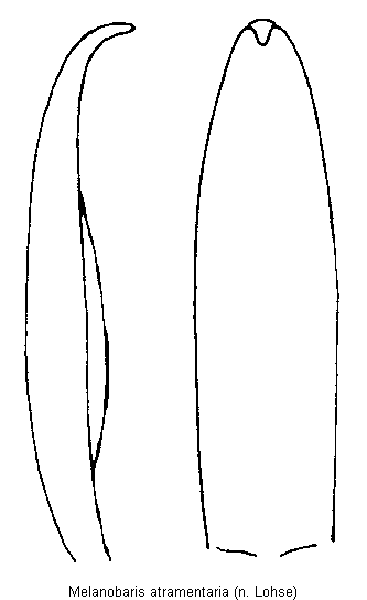 melanobaris_atramentaria.gif
