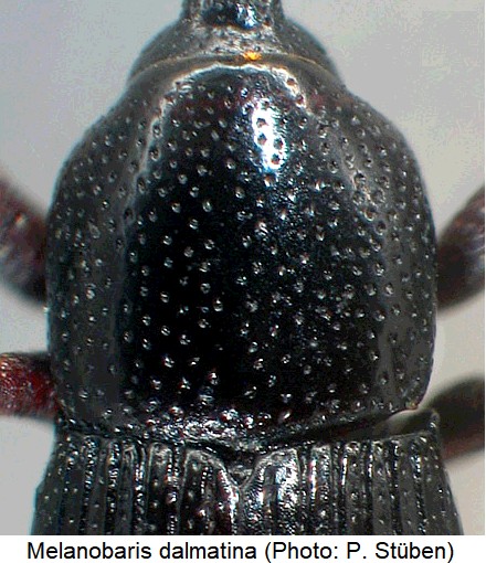 melanobaris_dalmatina_hsch.jpg