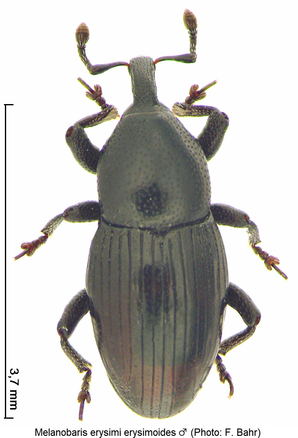 melanobaris_erysimoides_m_hab.jpg