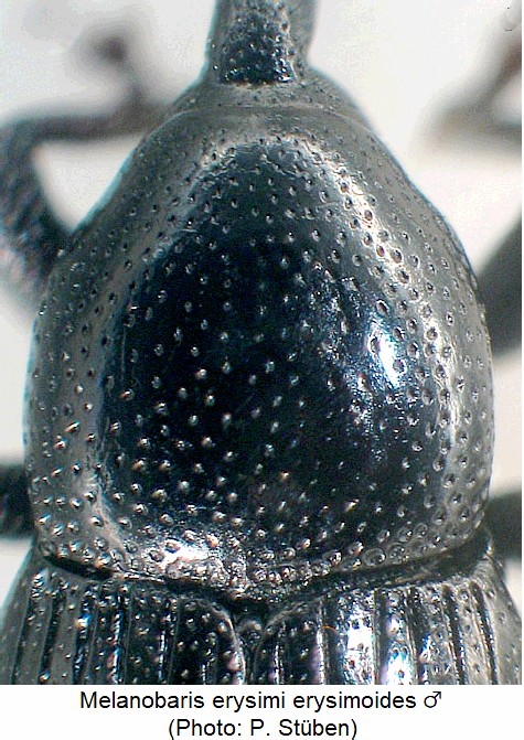 melanobaris_erysimoides_m_hsch.jpg