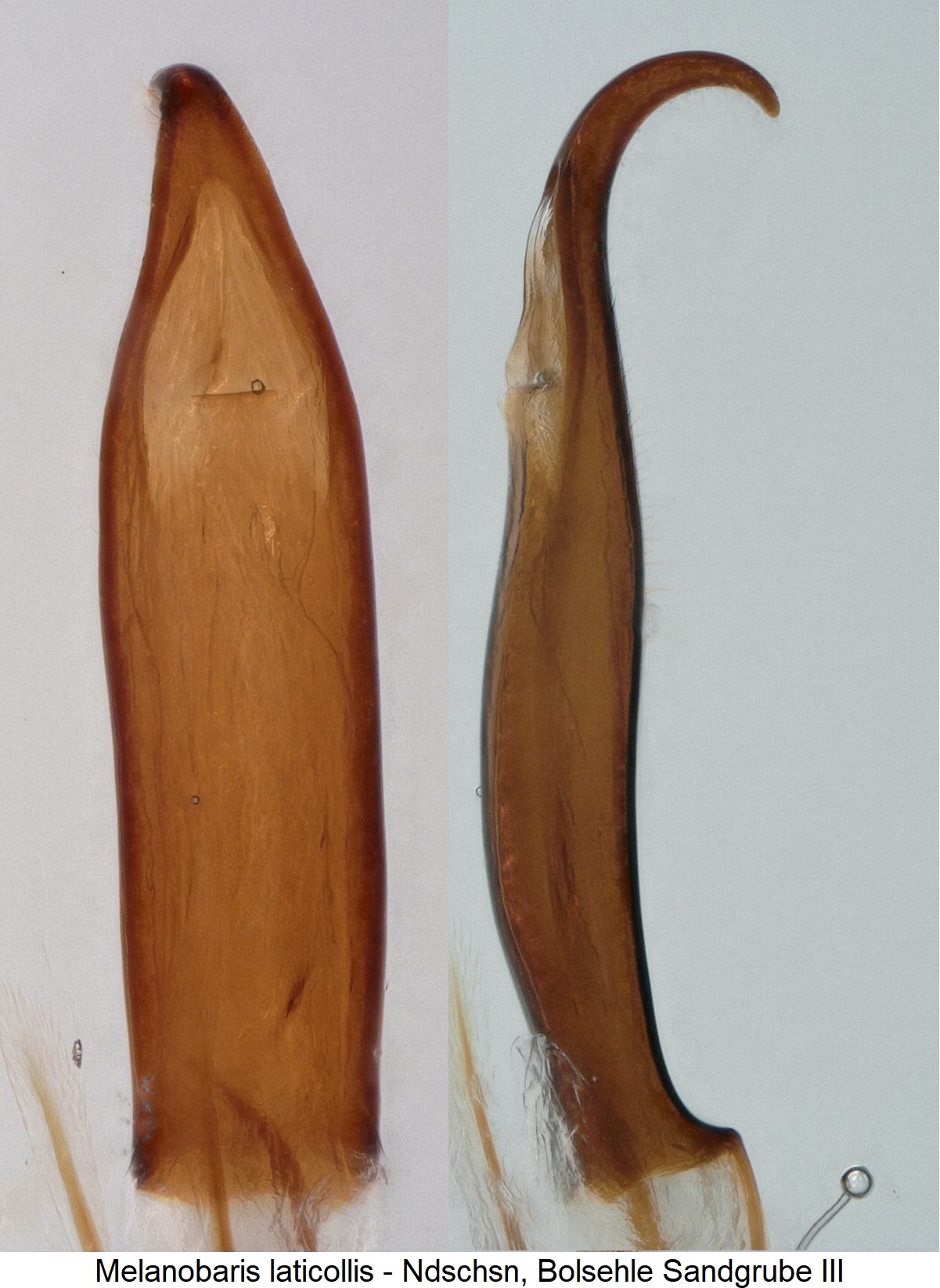 melanobaris_laticollis.jpg