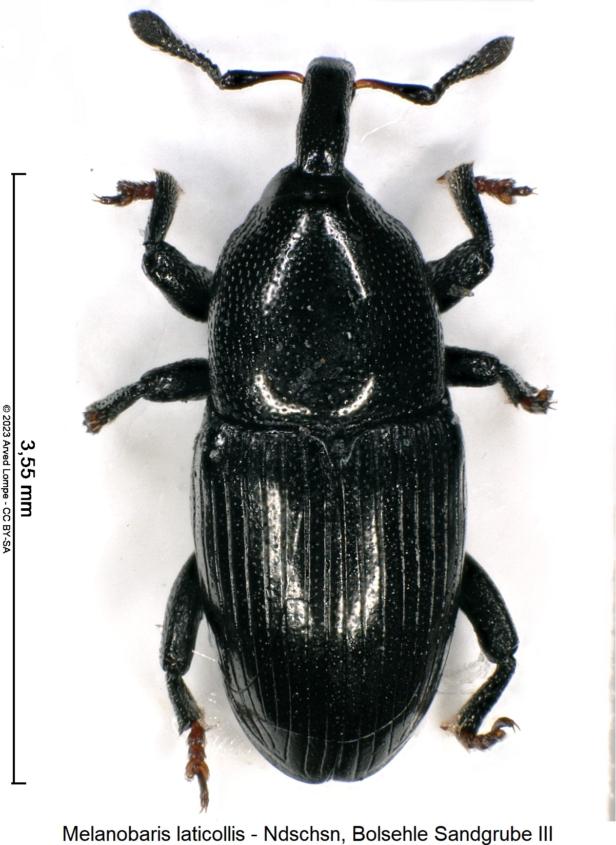 melanobaris_laticollis_hab.jpg