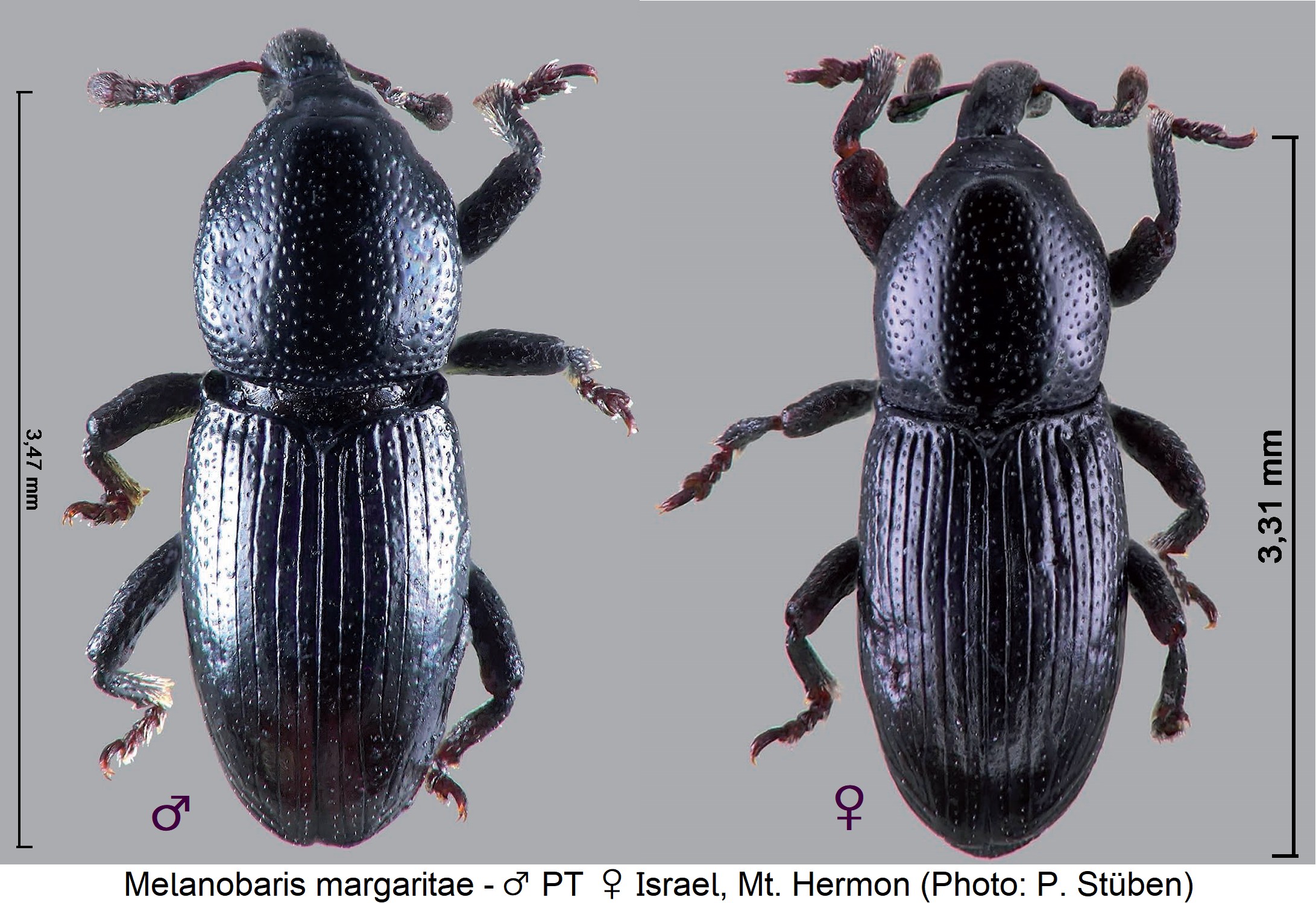 melanobaris_margaritae_hab.jpg