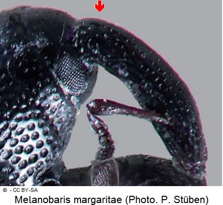 melanobaris_margaritae_rostrum.jpg