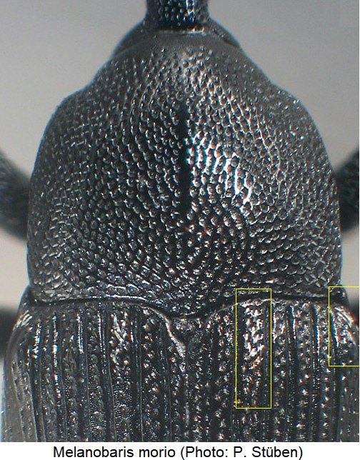 melanobaris_morio_hsch.jpg