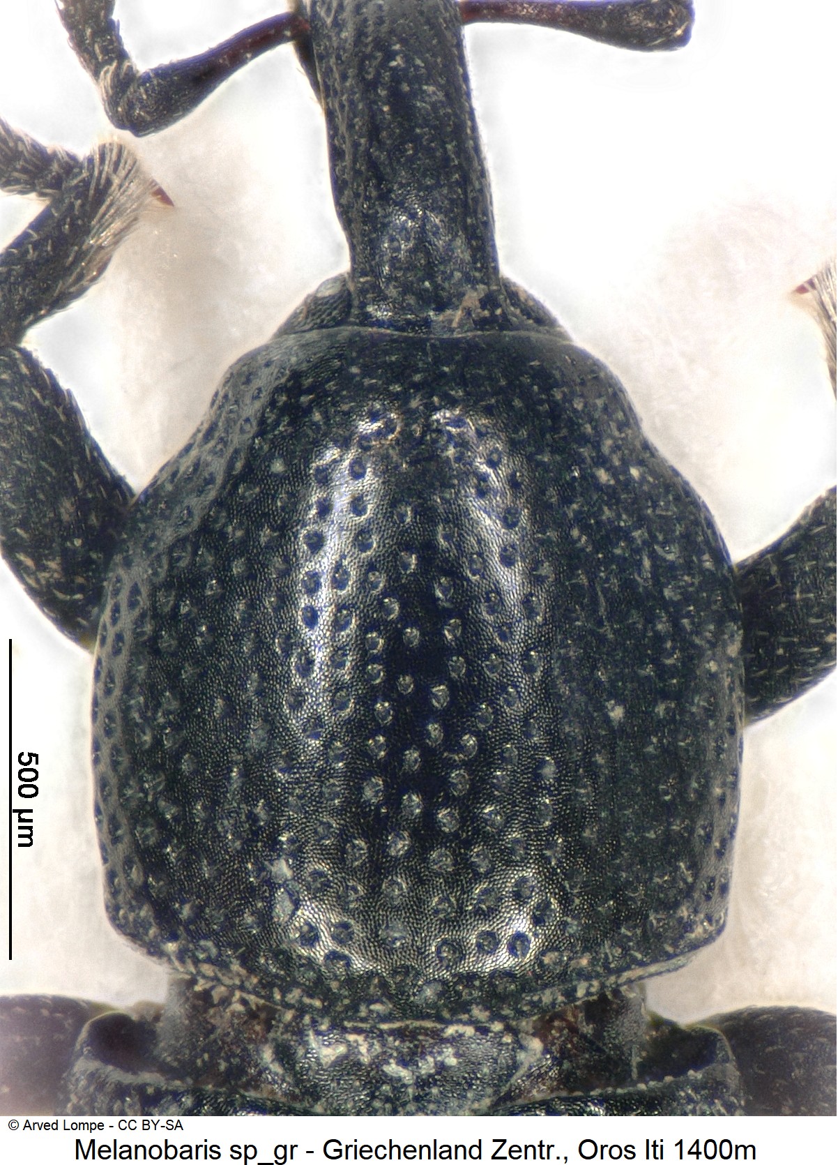 melanobaris_sp_gr1_hsch.jpg