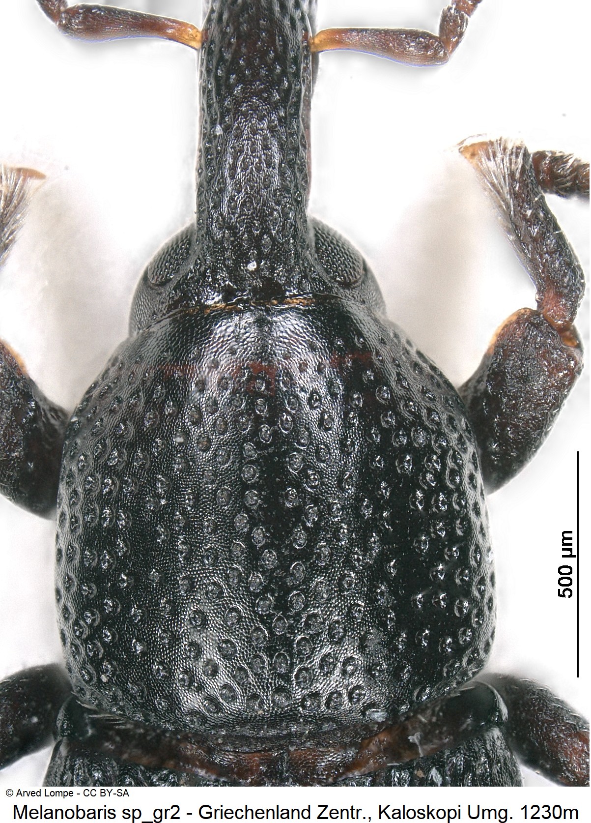 melanobaris_sp_gr2_ck30876281_vk.jpg