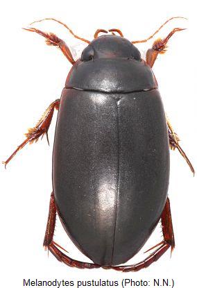 melanodytes_pustulatus_hab.jpg