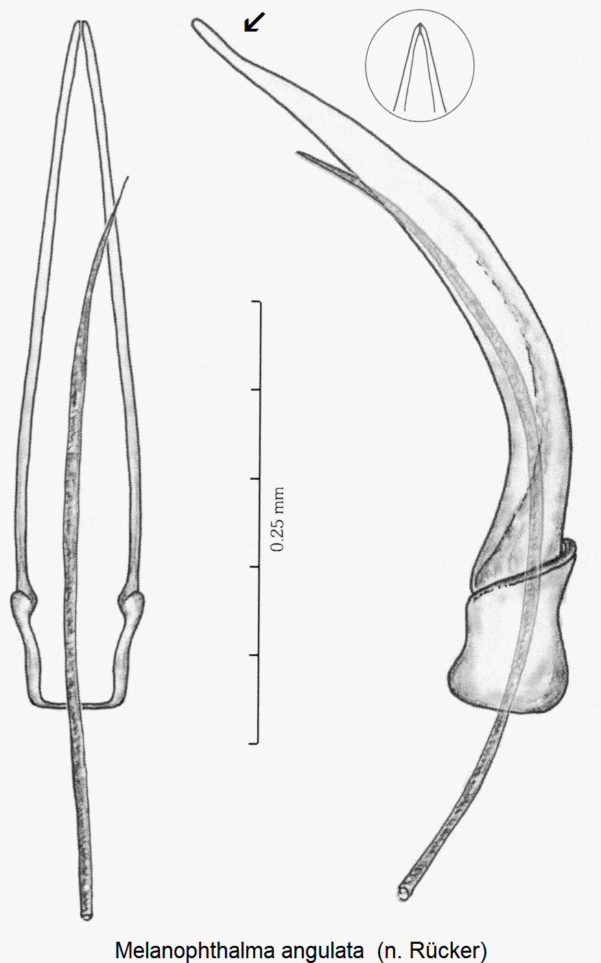 melanophthalma_angulata1.gif
