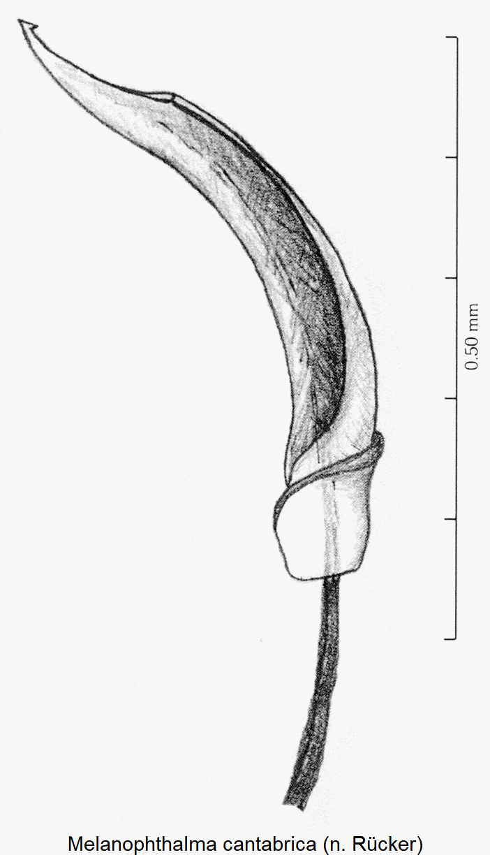 melanophthalma_cantabrica.gif