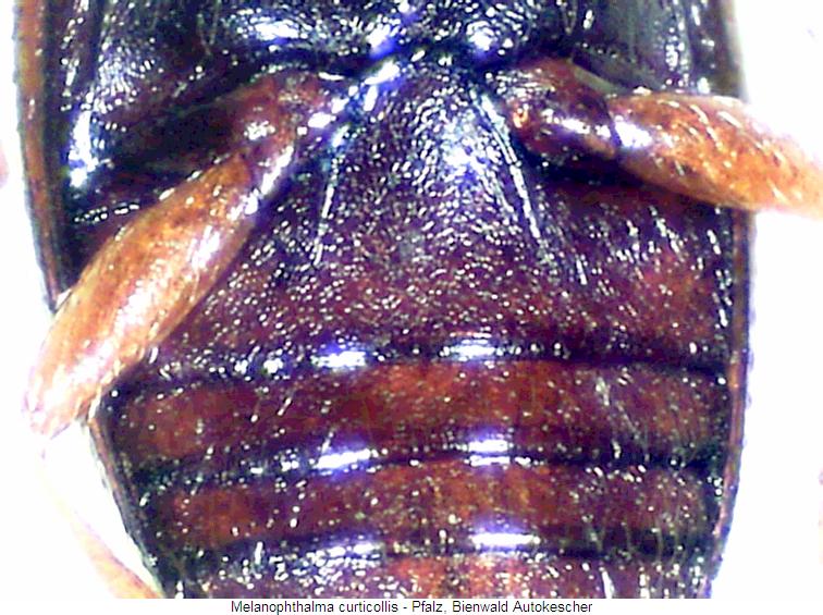 melanophthalma_curticollis_us.jpg