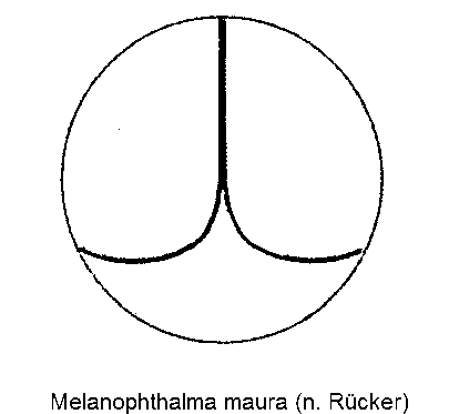 melanophthalma_maura_dec.gif
