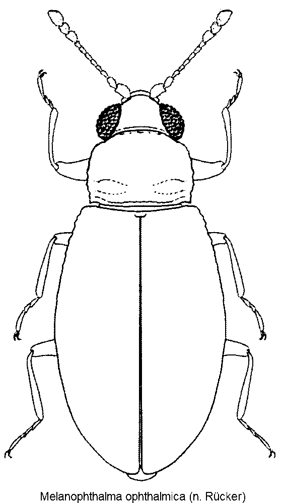 melanophthalma_ophthalmica_hab.gif