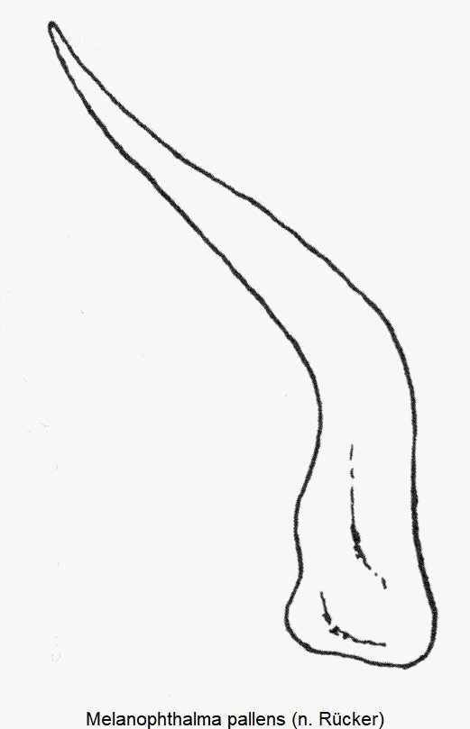 melanophthalma_pallens.gif